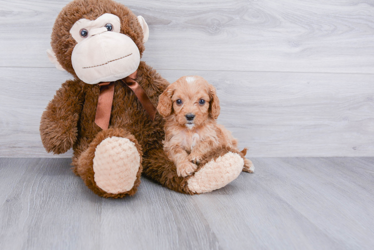 Fluffy Cavapoo Poodle Mix Pup