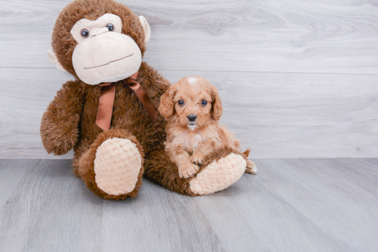 Fluffy Cavapoo Poodle Mix Pup