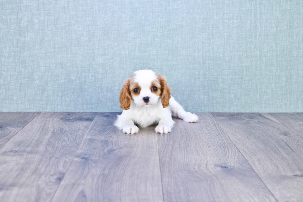 Cavalier King Charles Spaniel Puppy for Adoption