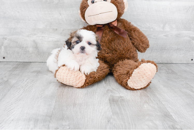 Popular Teddy Bear Designer Pup