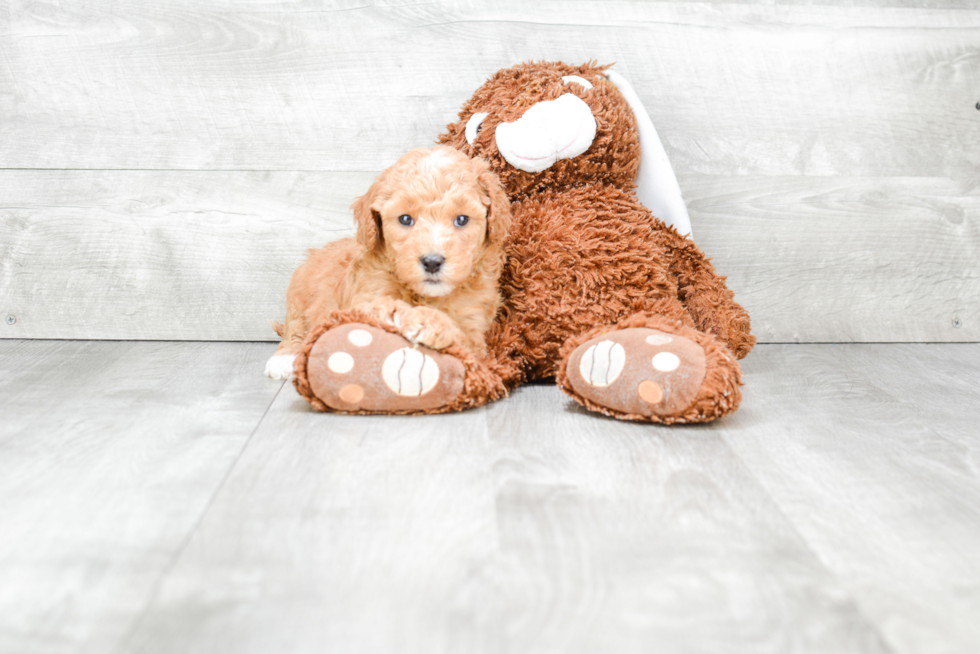 Energetic Golden Retriever Poodle Mix Puppy