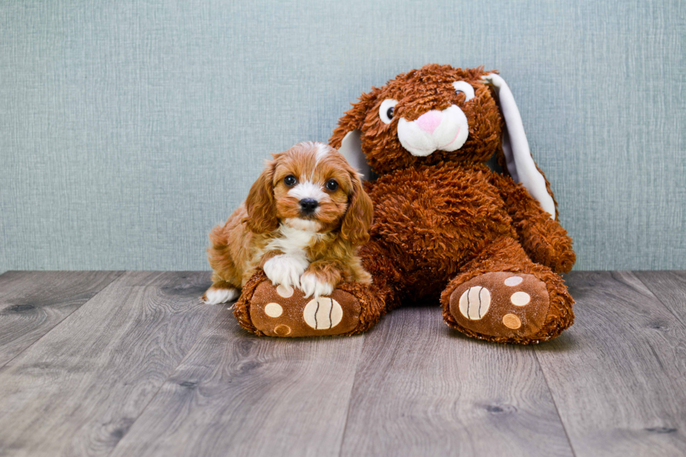 Energetic Cavoodle Poodle Mix Puppy