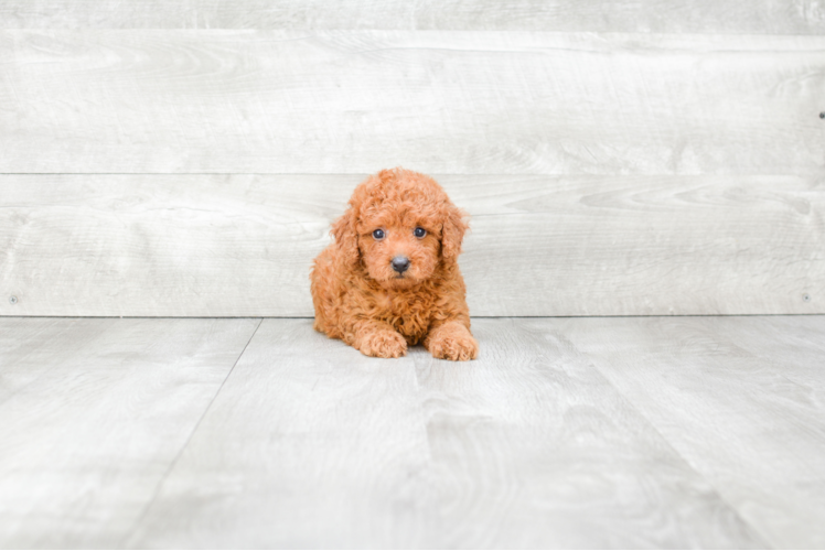 Mini Goldendoodle Pup Being Cute