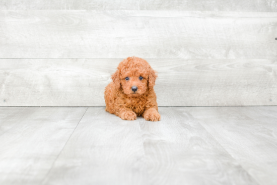 Mini Goldendoodle Pup Being Cute