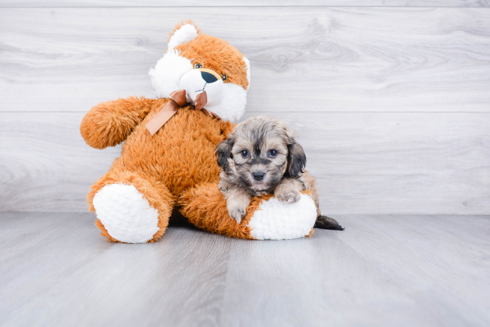 Teddy Bear Puppy for Adoption