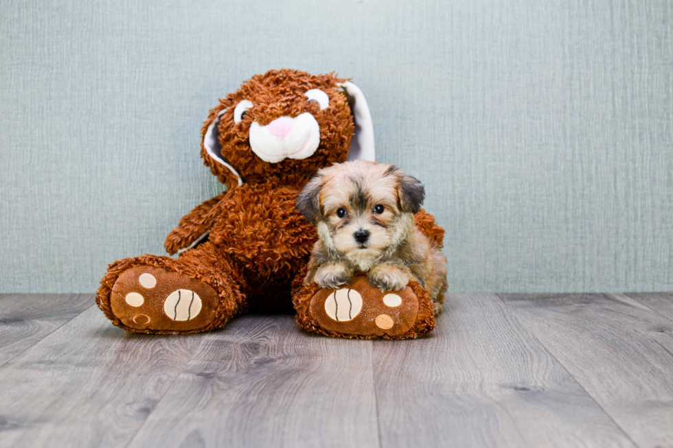 Morkie Pup Being Cute