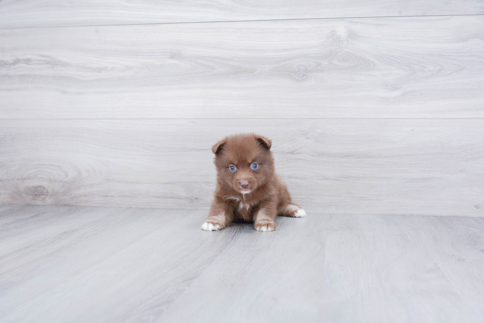 Best Pomsky Baby