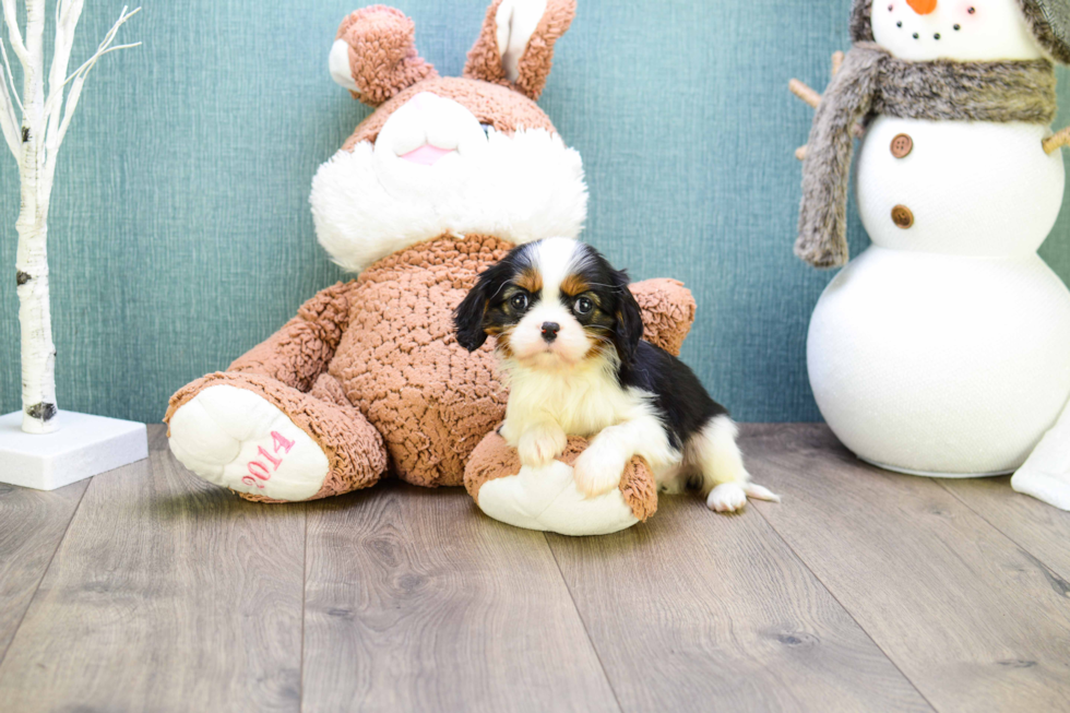 Akc Registered Cavalier King Charles Spaniel Purebred Pup