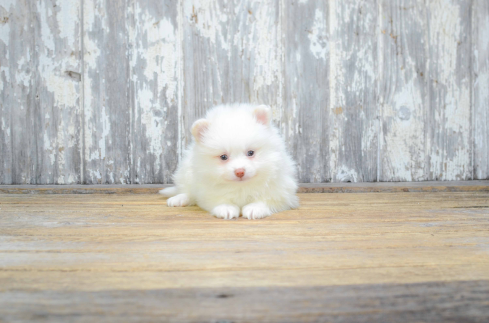 Friendly Pomeranian Baby