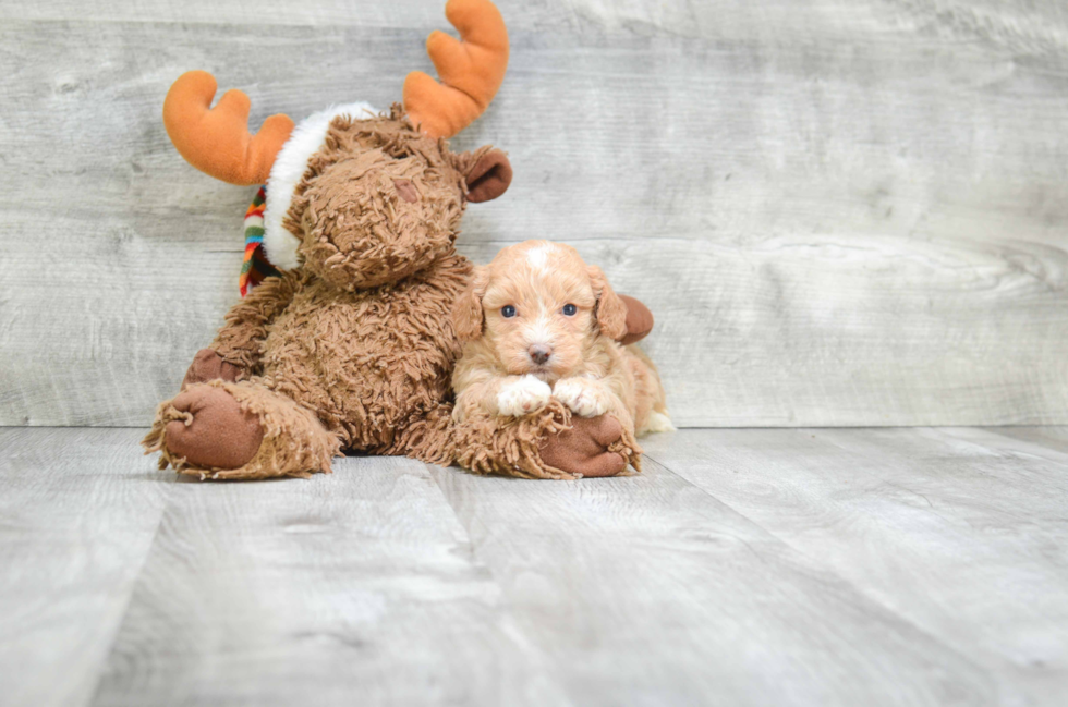 Best Maltipoo Baby