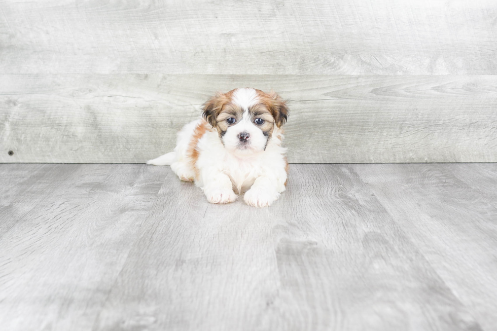 Playful Shi Chon Designer Puppy