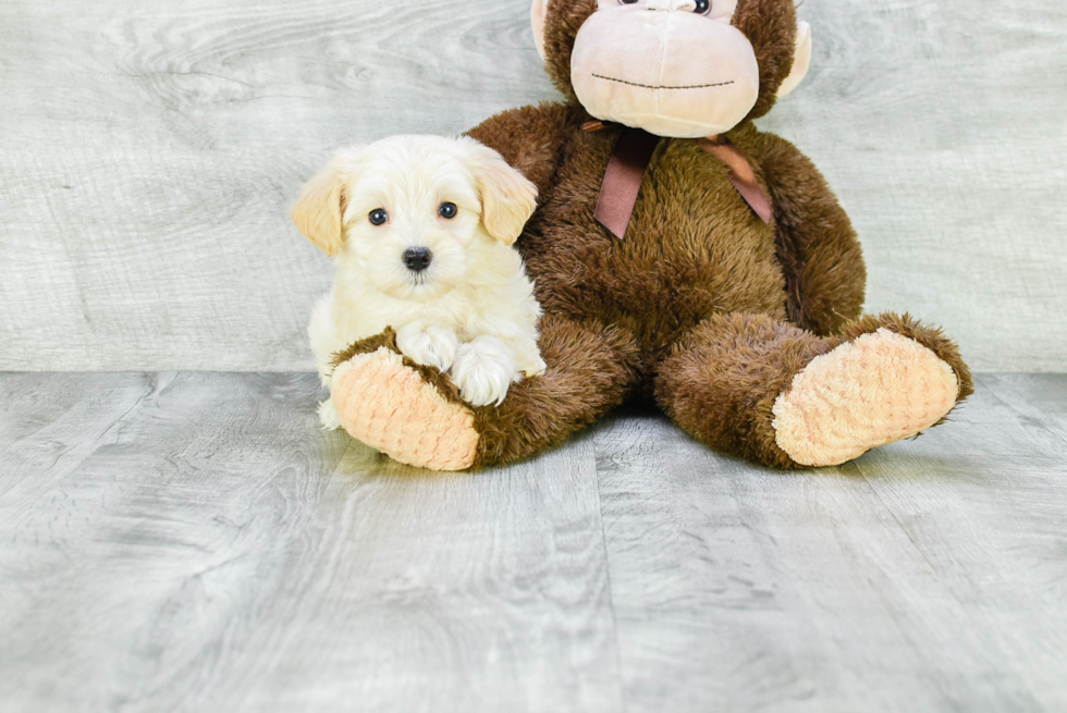 Best Maltipoo Baby