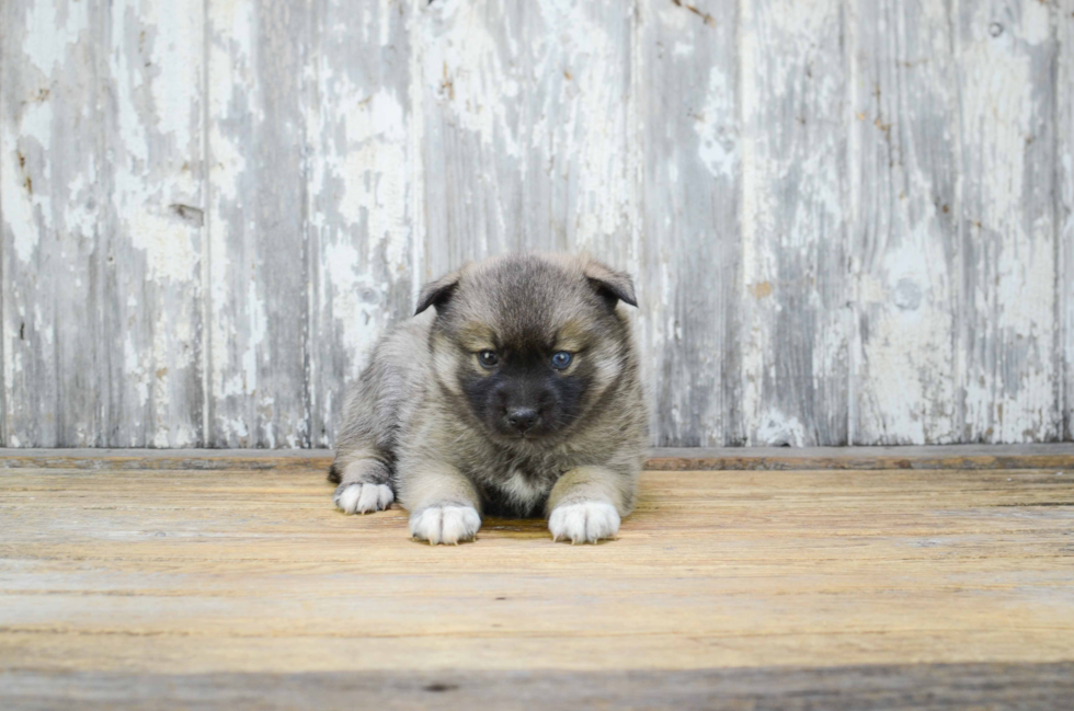 Sweet Pomsky Baby