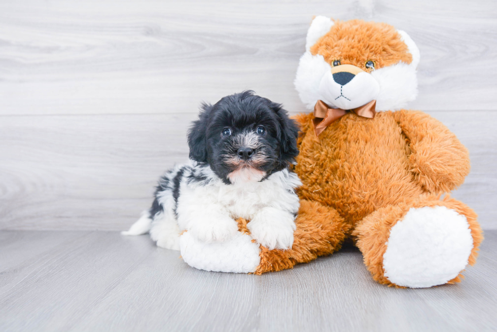 Playful Havanese Purebred Pup