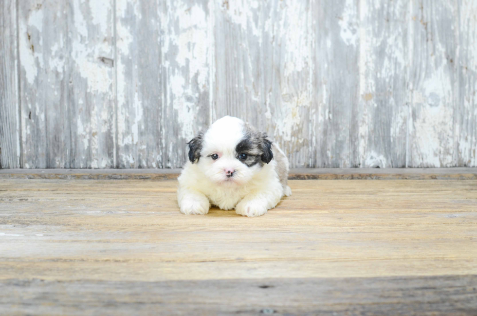 Teddy Bear Pup Being Cute