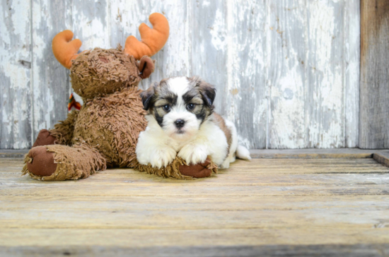 Sweet Teddy Bear Baby