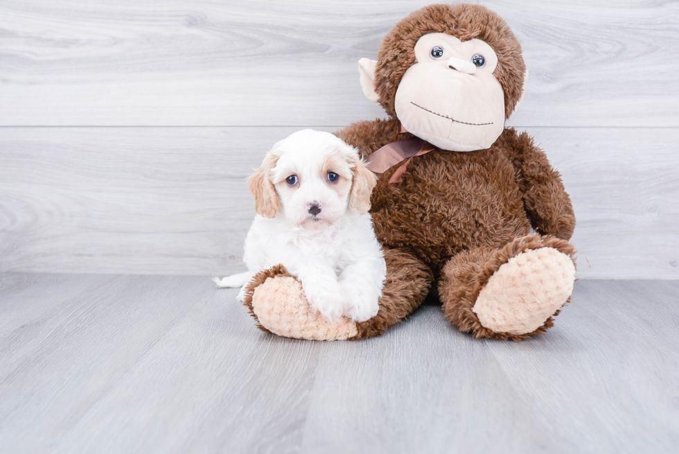 Small Cavapoo Baby