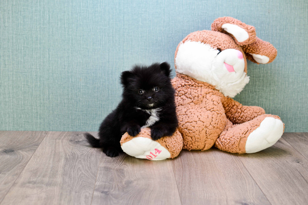 Pomeranian Pup Being Cute