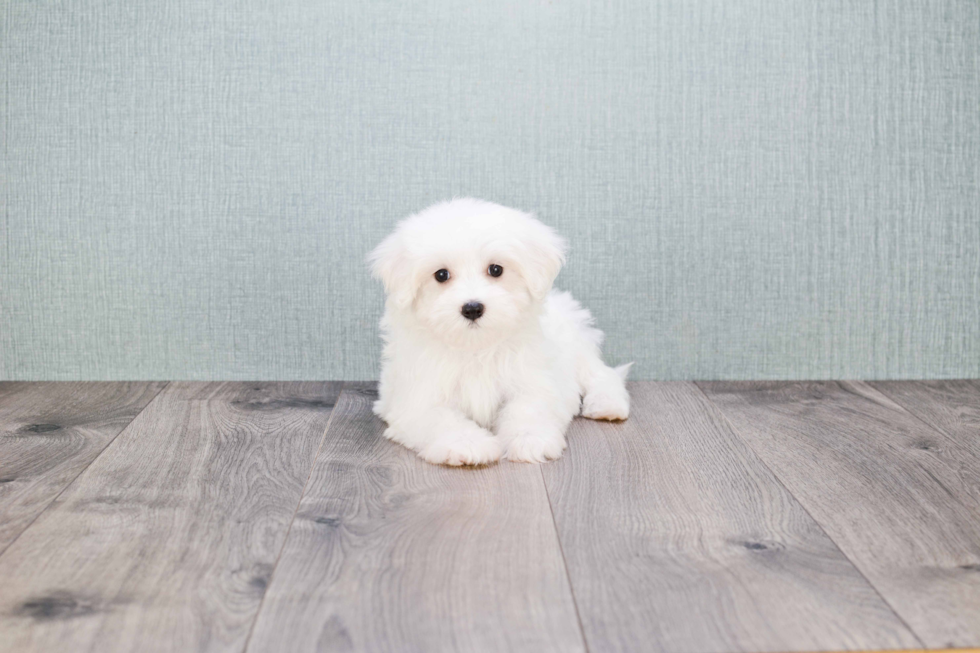 Friendly Maltese Purebred Pup