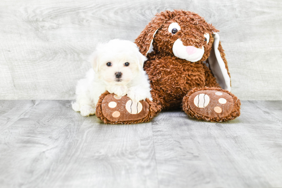 Sweet Maltese Purebred Puppy