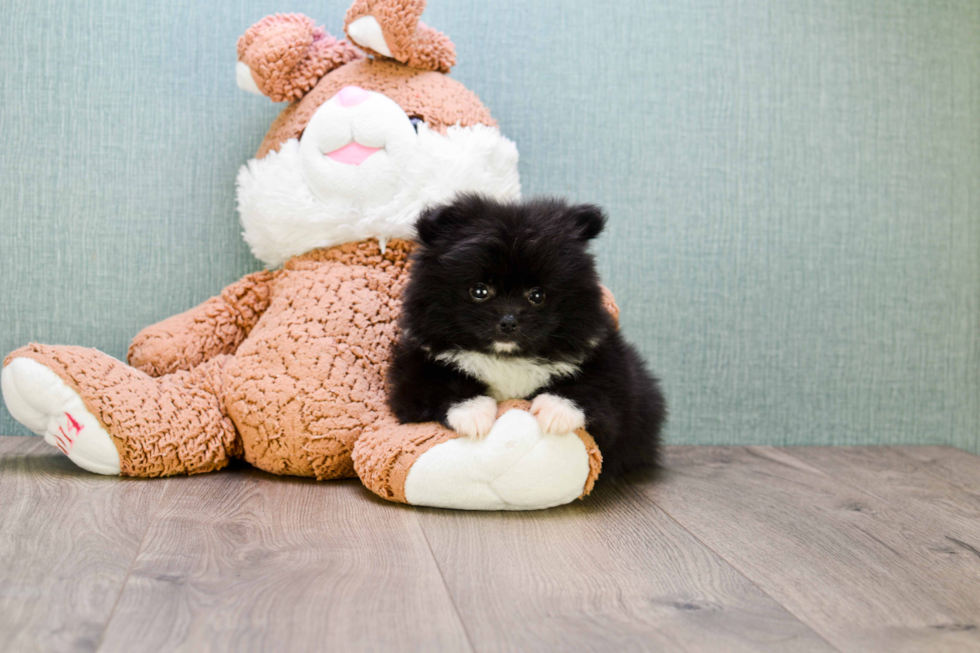 Best Pomeranian Baby