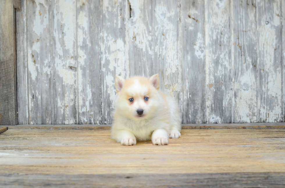 Pomsky Puppy for Adoption