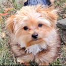  Puppy For Sale Premier Pups
