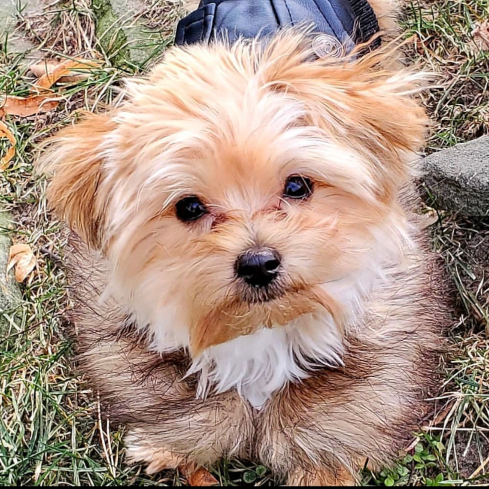 Yorkshire Terrier Being Cute