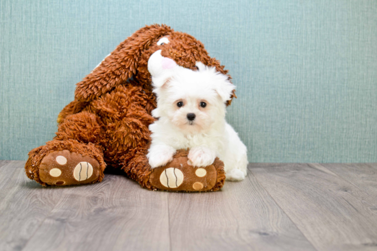 Funny Maltese Baby