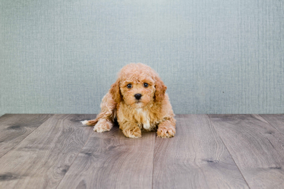 Cavapoo Pup Being Cute