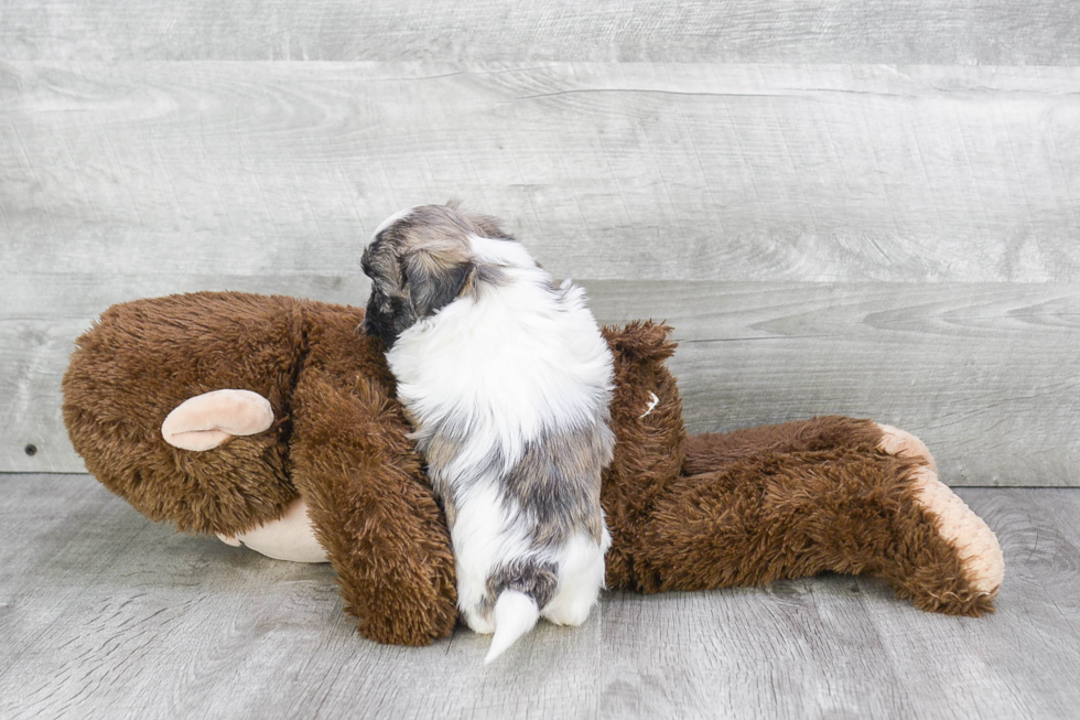 Petite Teddy Bear Designer Pup
