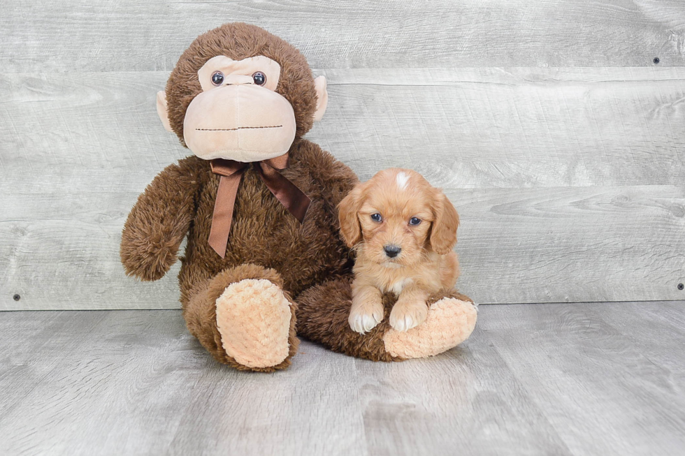 Cavapoo Pup Being Cute