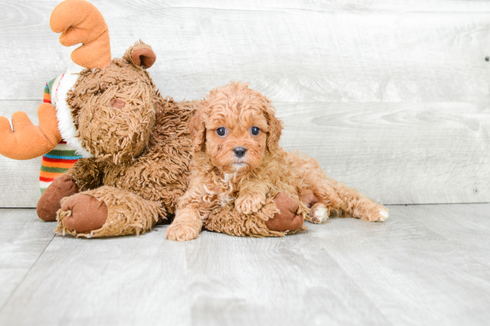 Cavapoo Pup Being Cute