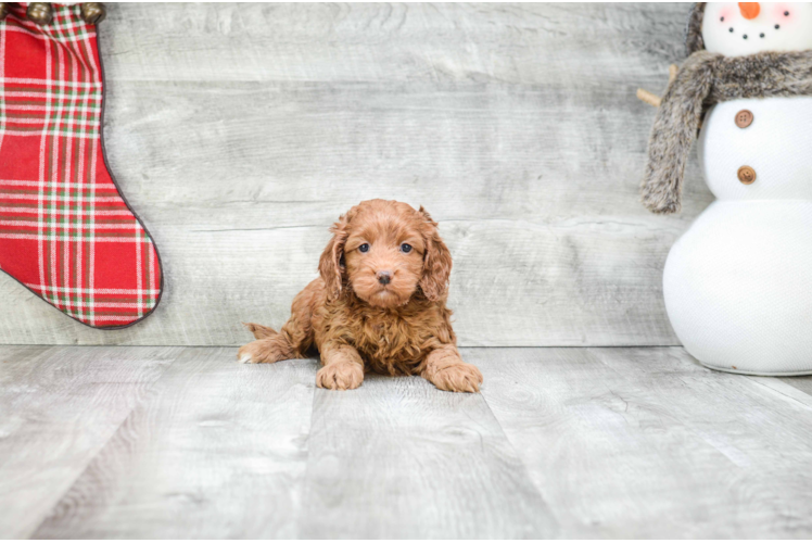 Cockapoo Puppy for Adoption