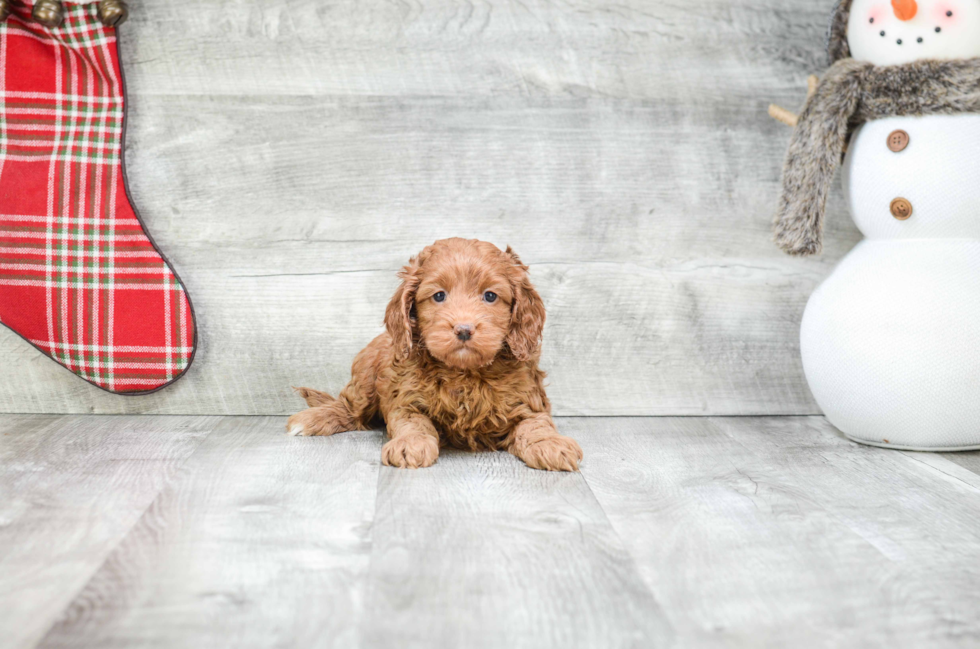 Cockapoo Puppy for Adoption