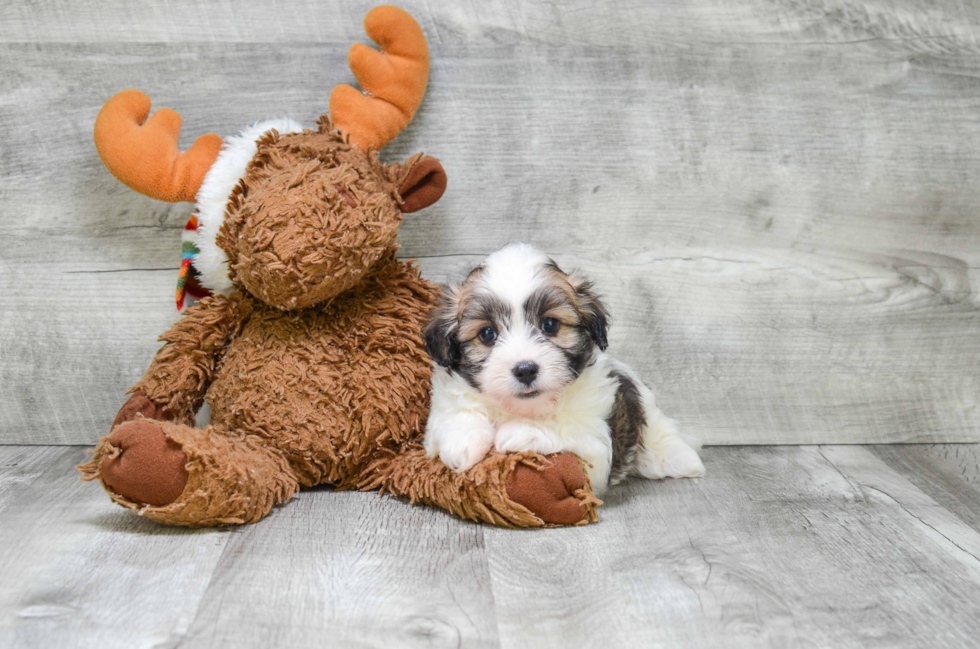 Hypoallergenic Havanese Purebred Pup