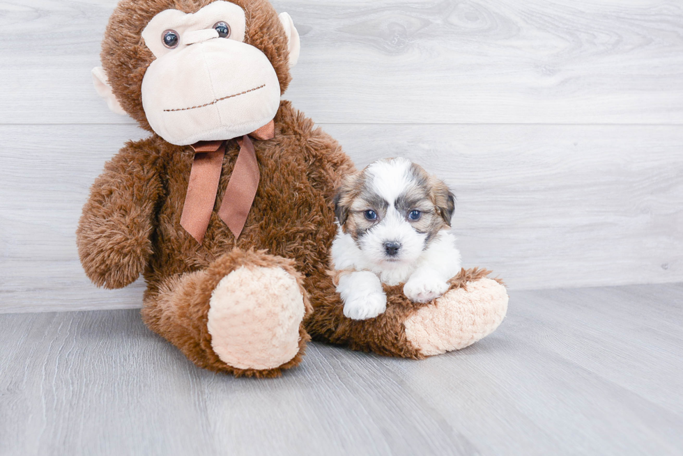 Best Teddy Bear Baby