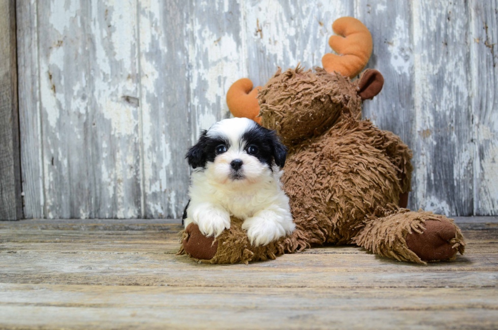 Teddy Bear Pup Being Cute