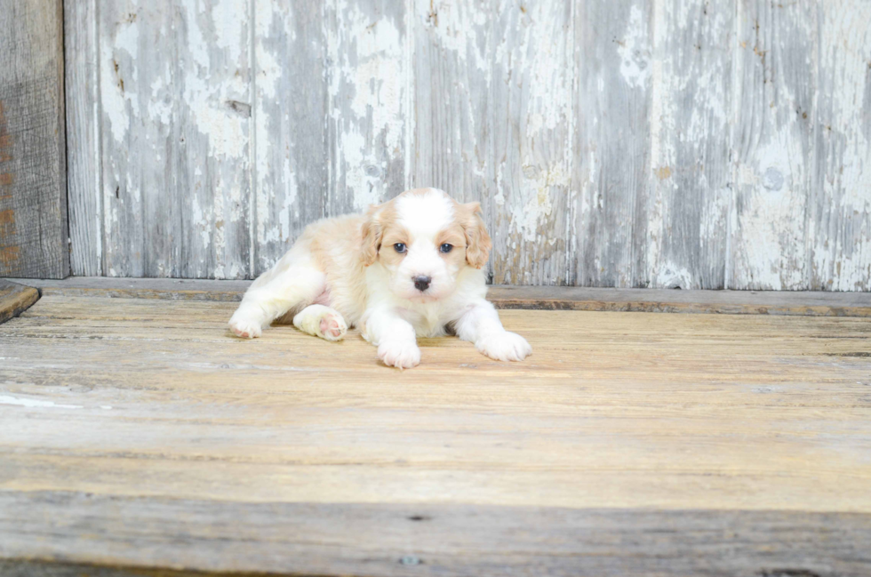 Smart Cavachon Designer Pup