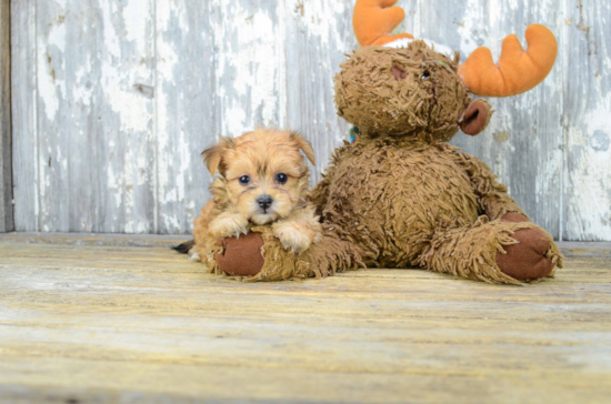 Happy Morkie Baby