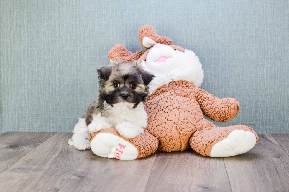 Playful Havanese Purebred Pup