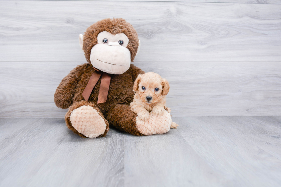 Adorable Cavoodle Poodle Mix Puppy