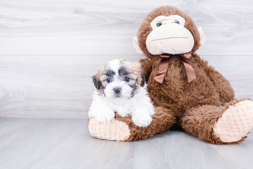 Teddy Bear Pup Being Cute