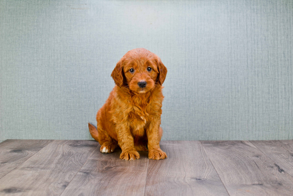 Mini Goldendoodle Pup Being Cute