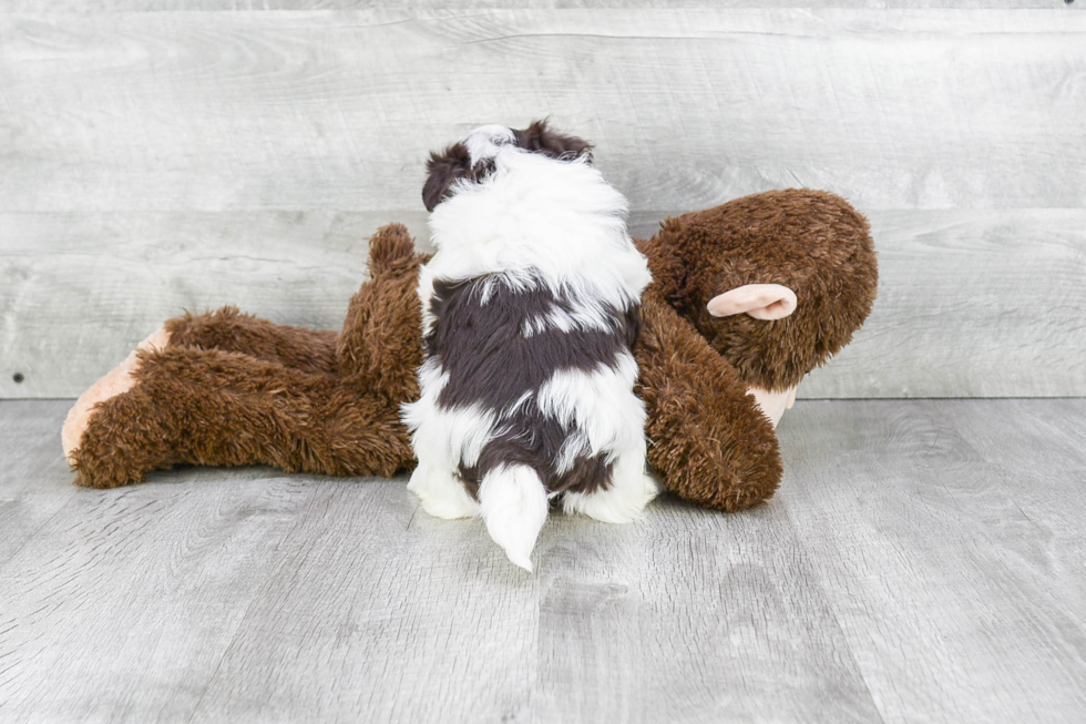 Fluffy Havanese Purebred Puppy