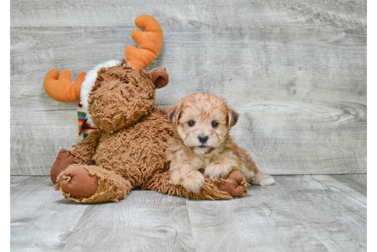 Little Yorkie Designer Puppy