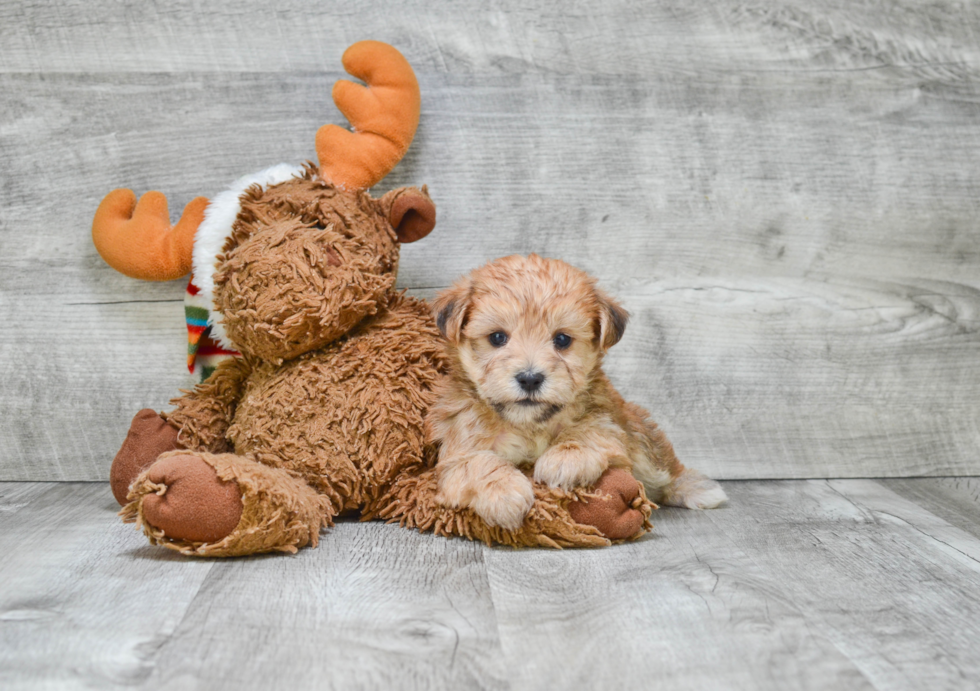 Little Yorkie Designer Puppy