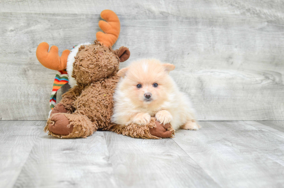 Cute Pomeranian Purebred Puppy