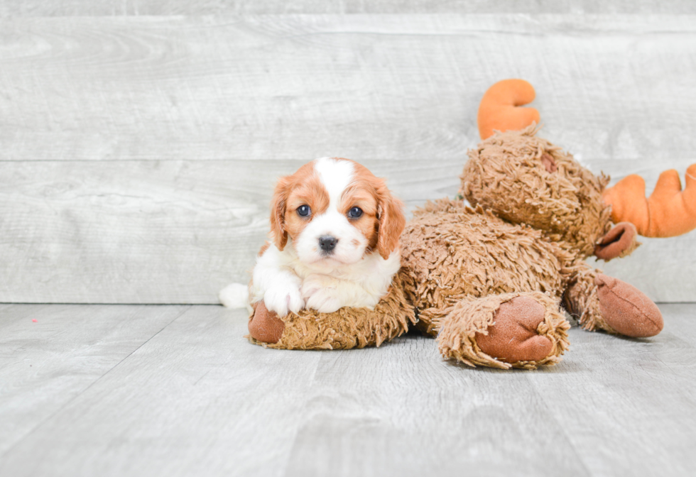 Cavalier King Charles Spaniel Pup Being Cute