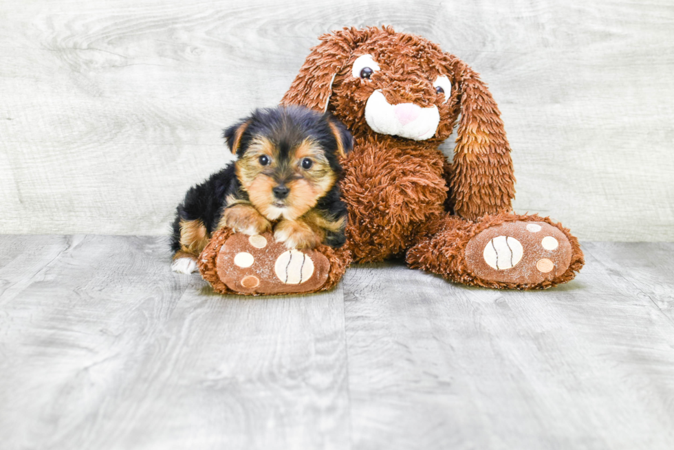 Meet Beyonce - our Yorkshire Terrier Puppy Photo 